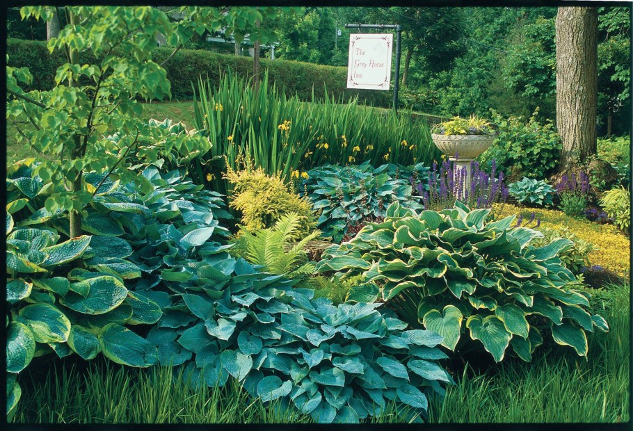 Лесная Хоста растение