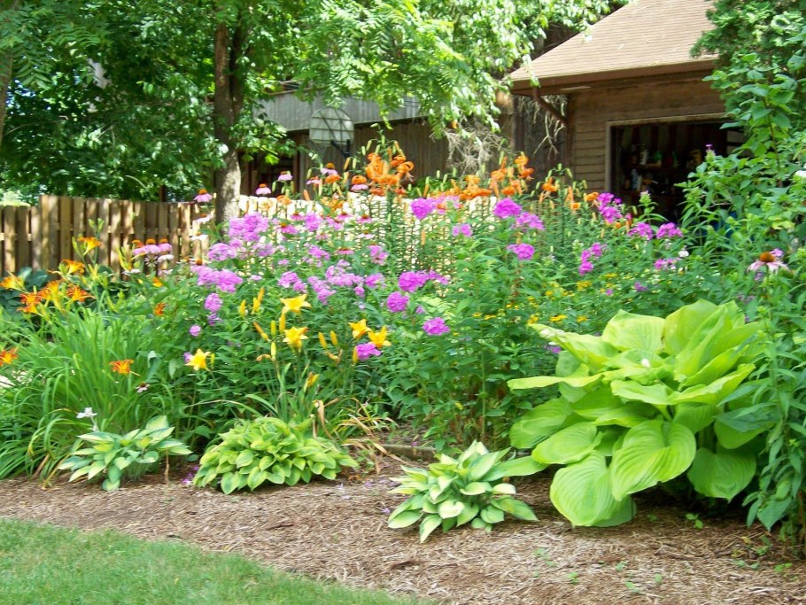 Хоста и цинии