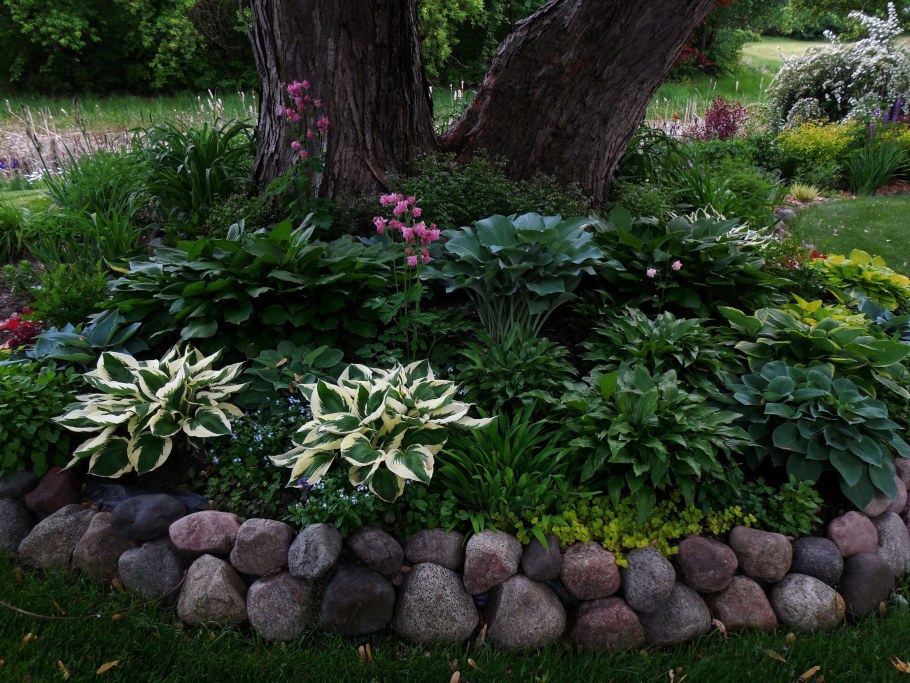 Хоста теневая клумба