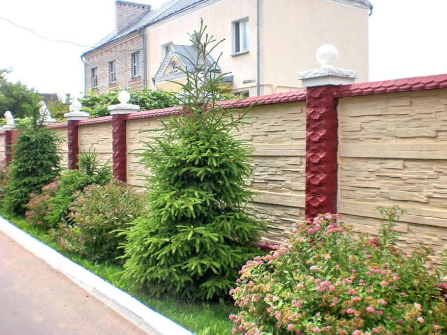 Туи Брабант вдоль забора