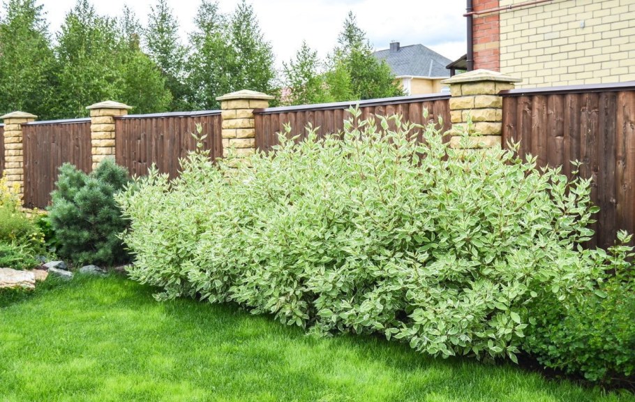 Белый дом с палисадником в деревне