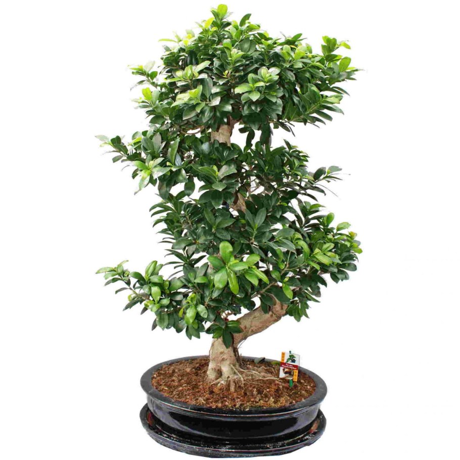 Фикус Гинсенг бонсай