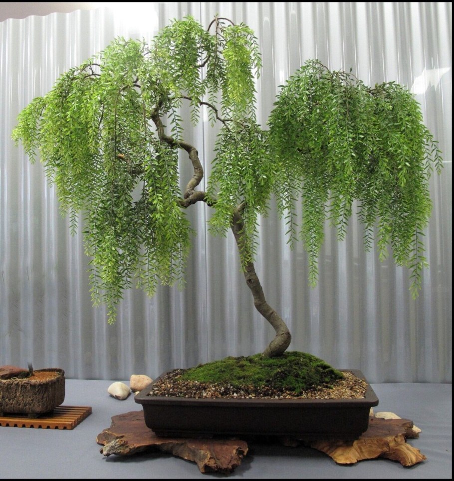 Бонсай дерево Ива