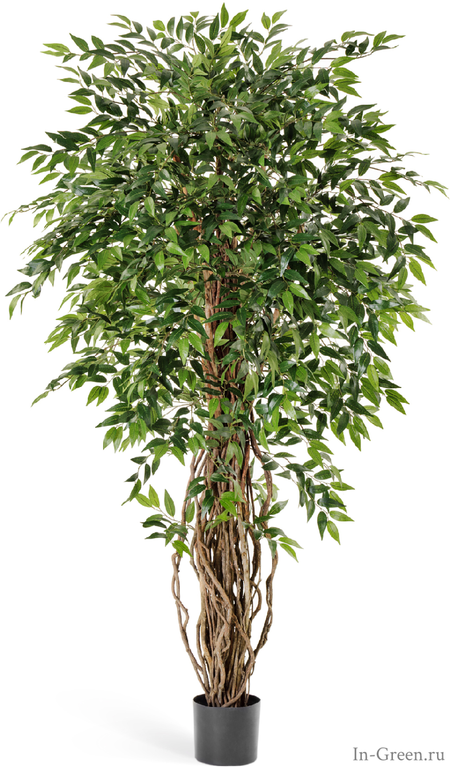 Фикус Бенджамина