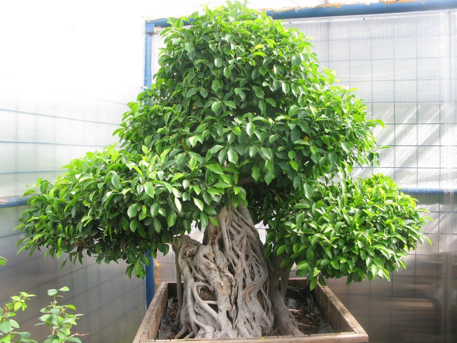 Фикус Бенджамина