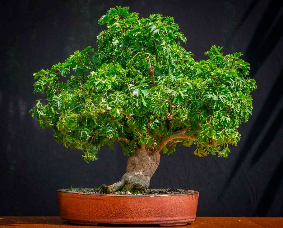 Фикус Бенджамина