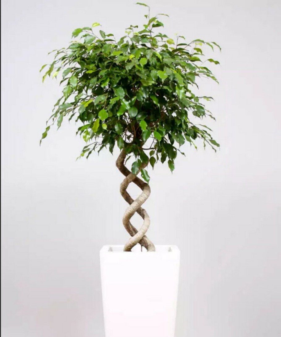 Фикус Бенджамина Даниэль