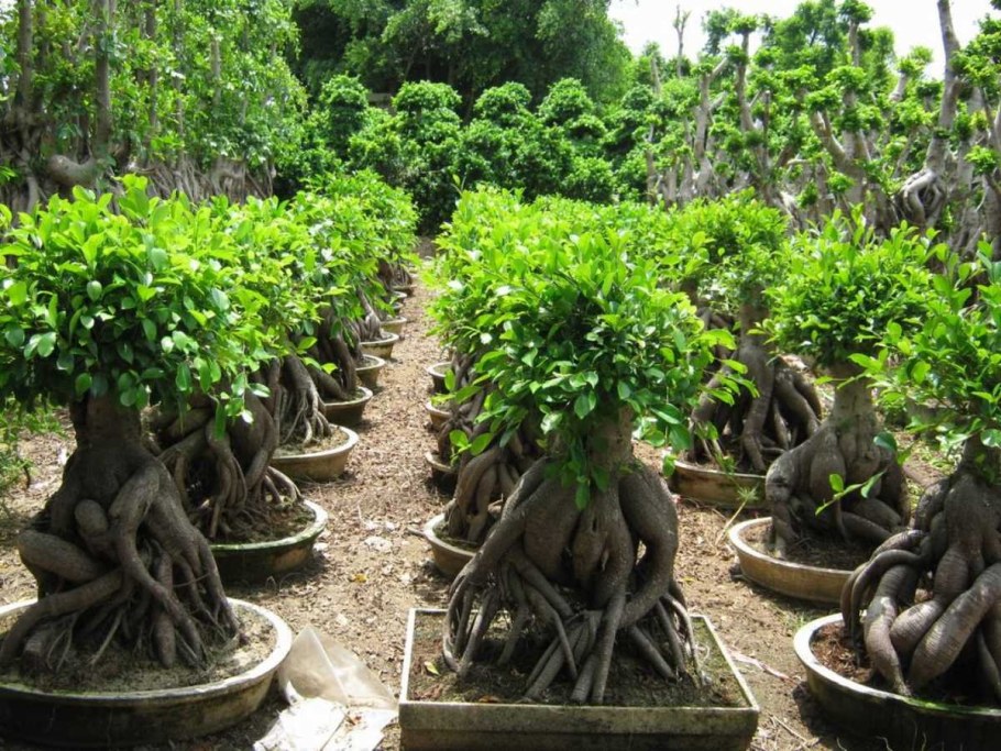 Бонсай Баньян