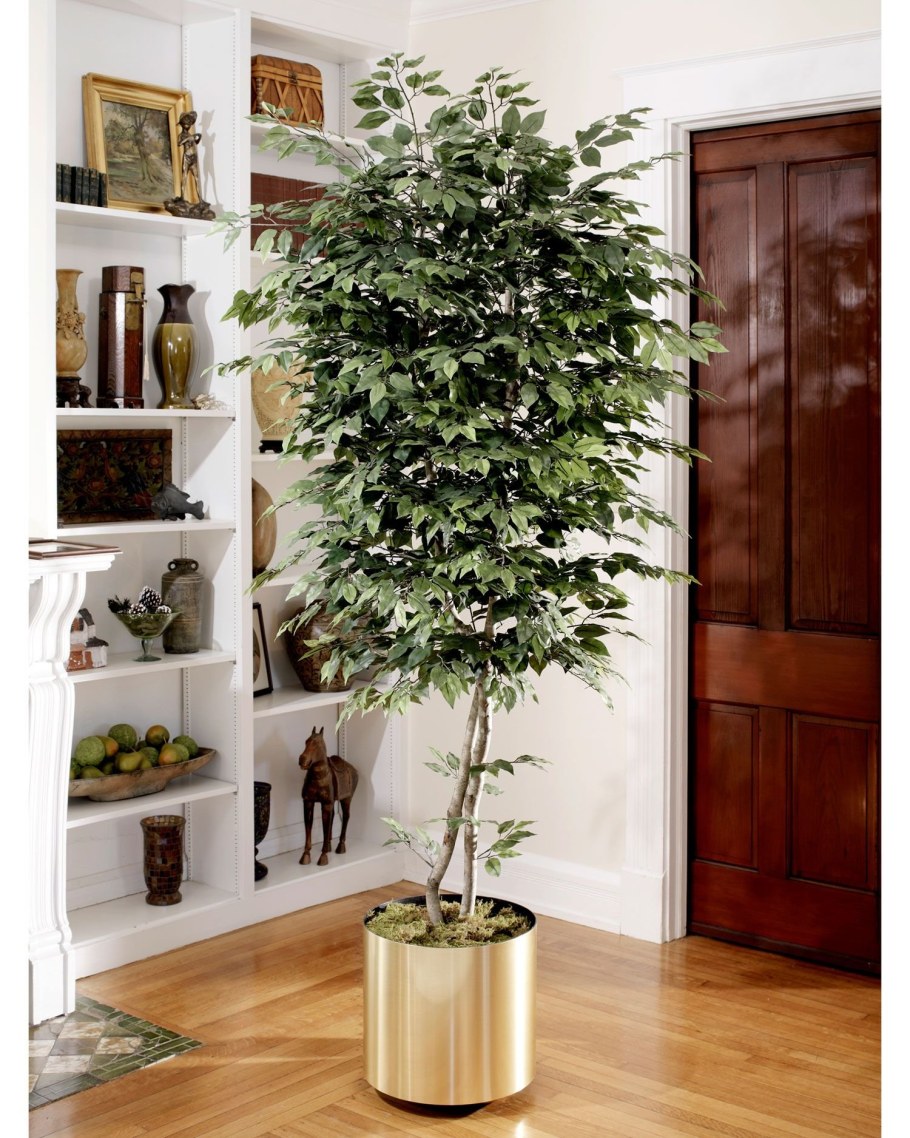 Дерево типа бонсай