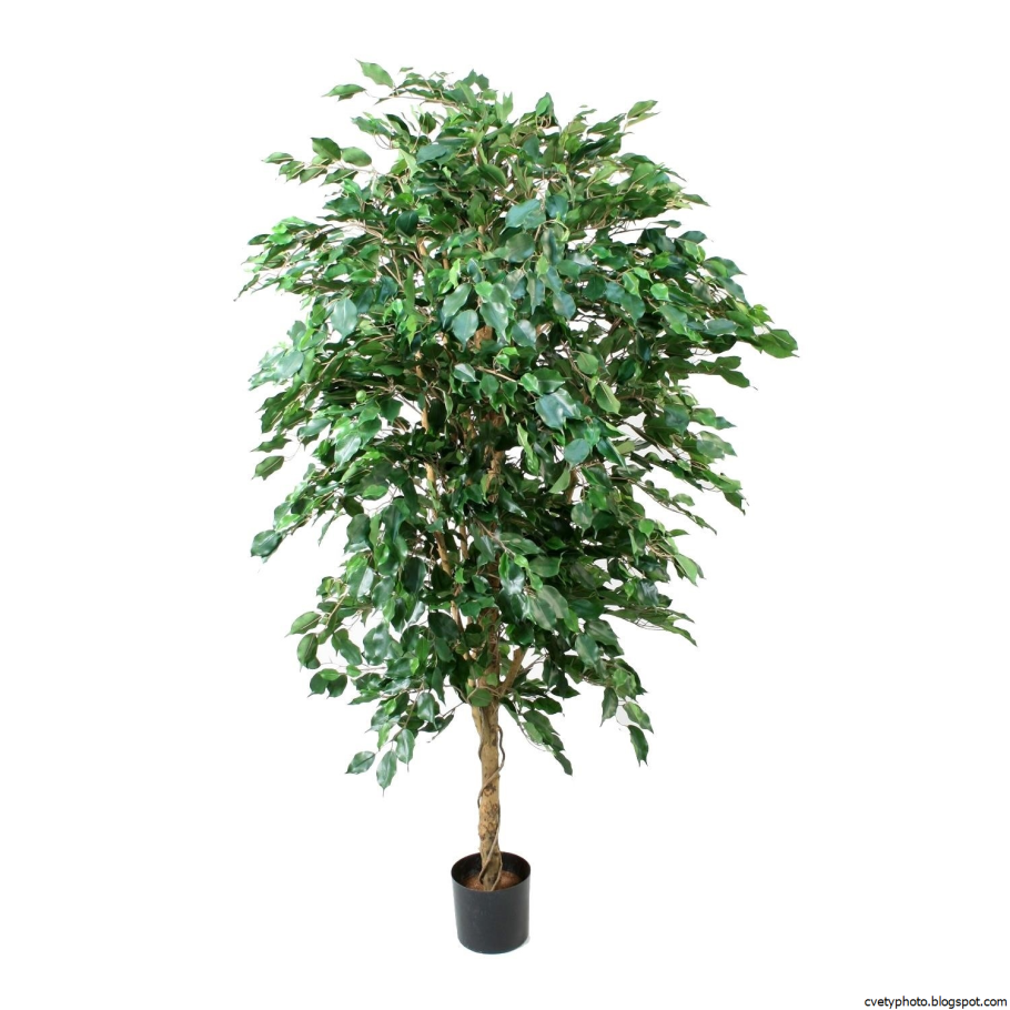Фикус Бенджамина дерево