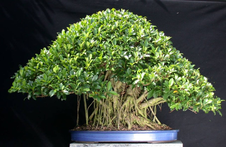 Фи́кус Бенджами́на Ficus benjamina