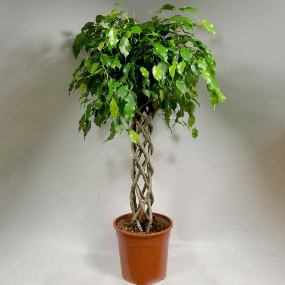 Куст Бенджамин