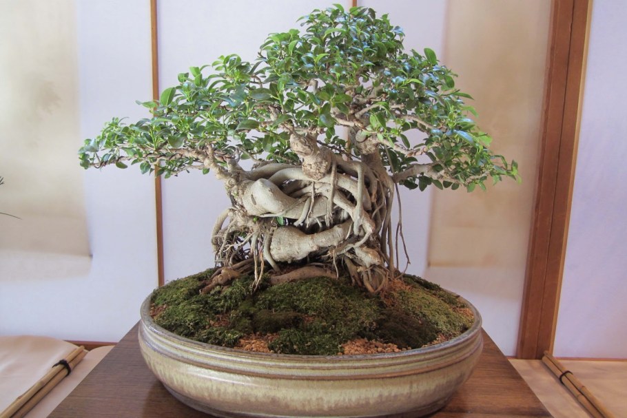 Фикус Бенджамина бонсай