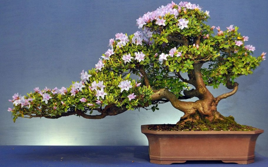 Фикус Бенджамина Баньян