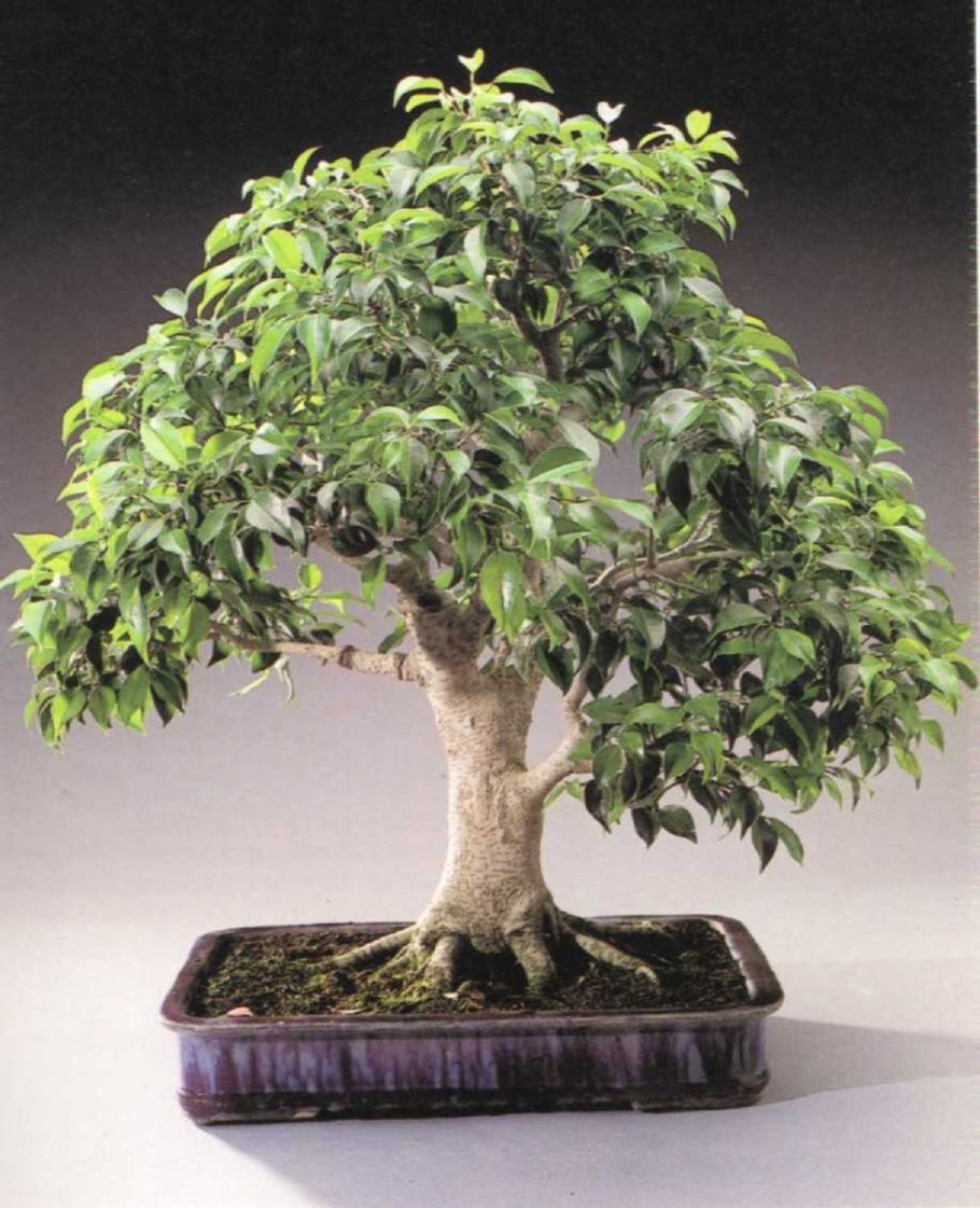 Фикус бонсай