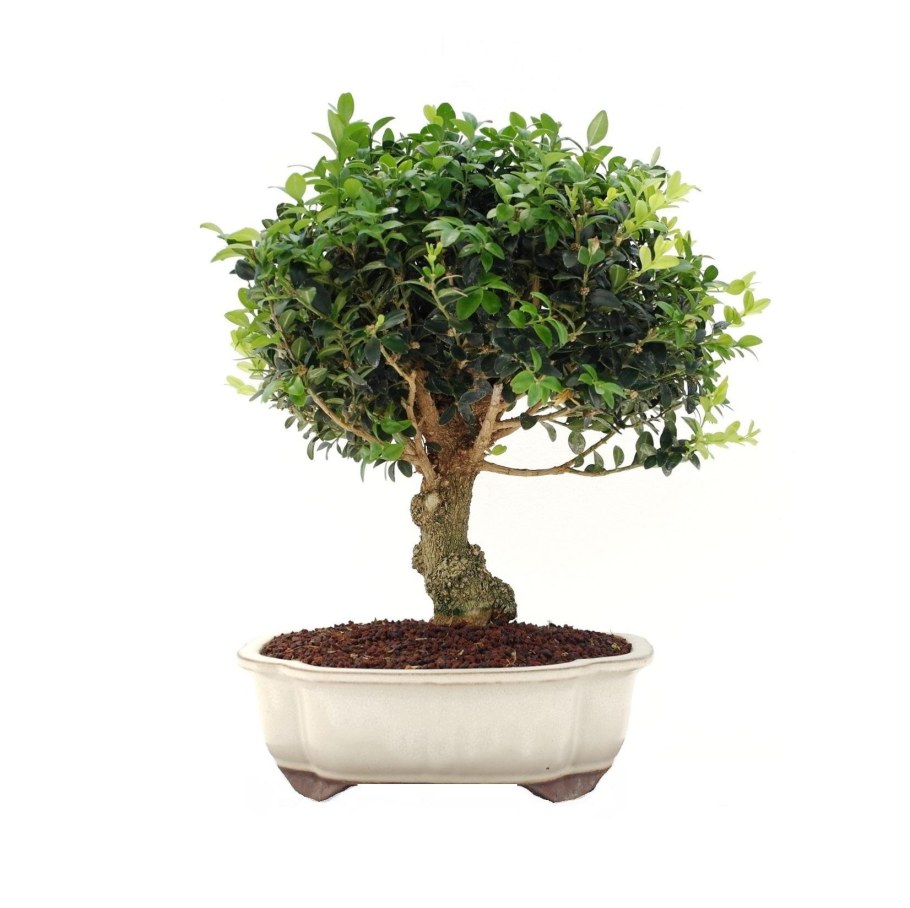 Самшит Гарланда бонсай