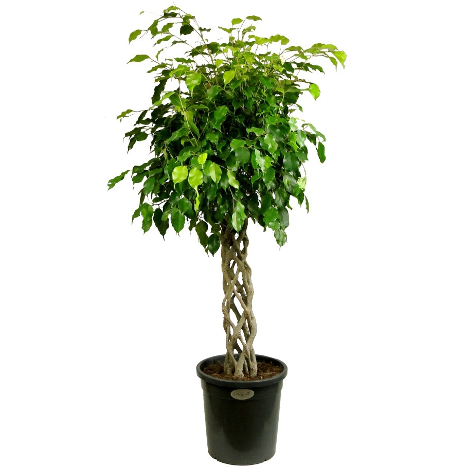 Фикус микрокарпа Гинсенг