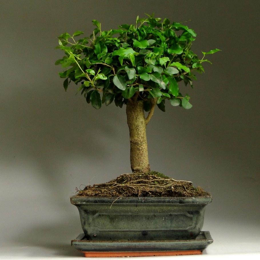 Фикус микрокарпа бонсай