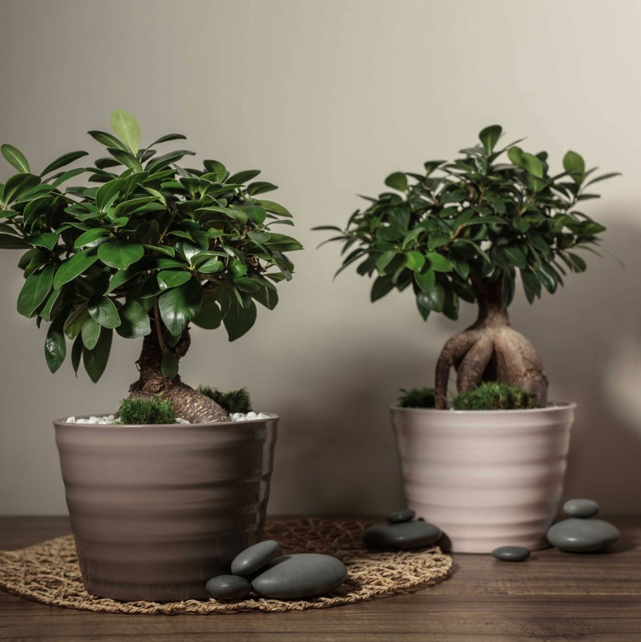 Фикус френч Лиана де Люкс