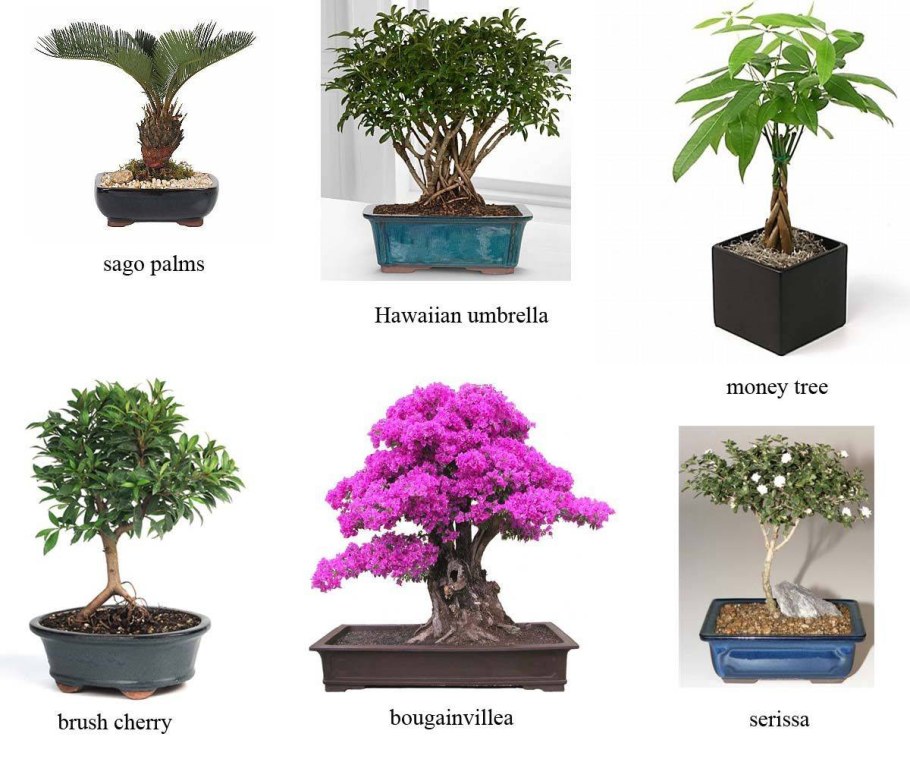 Крассула древовидная