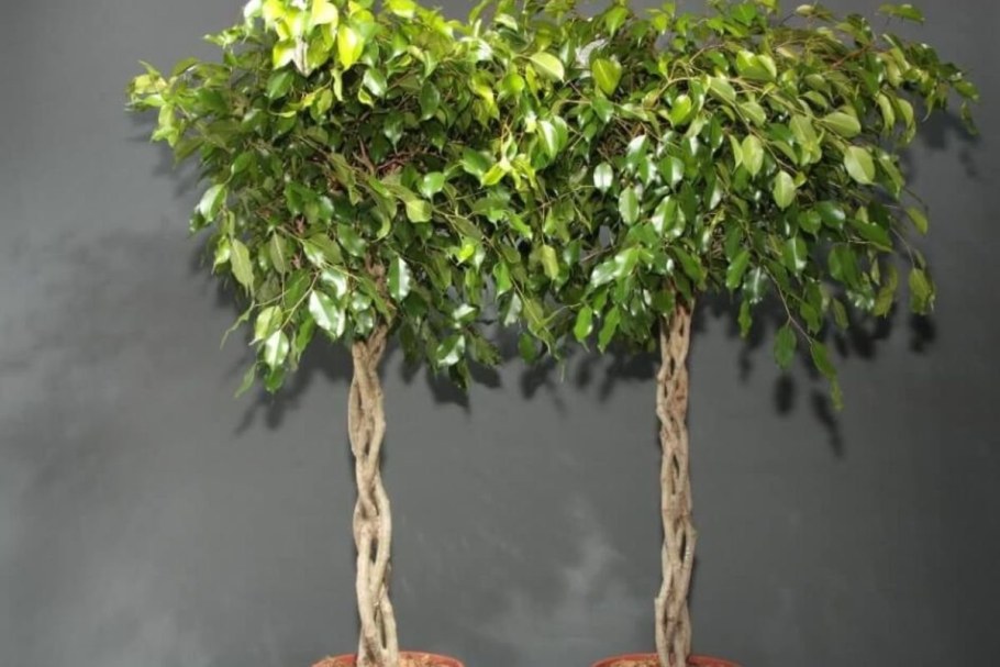 Бонсай вечноцветущая