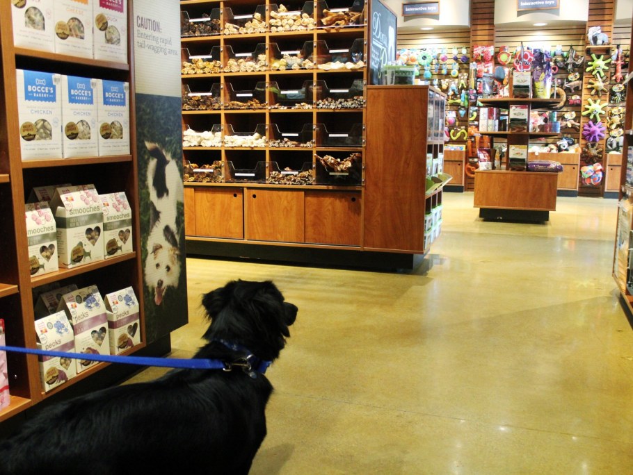 Стильные зоомагазины