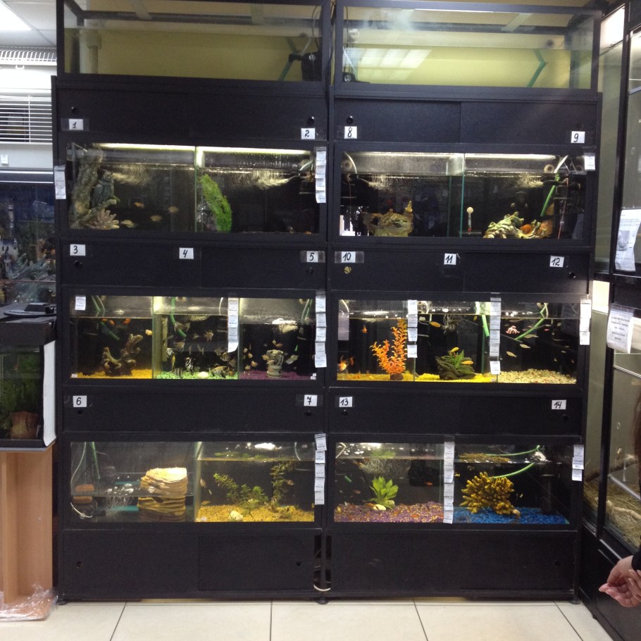 Прилавок зоомагазина