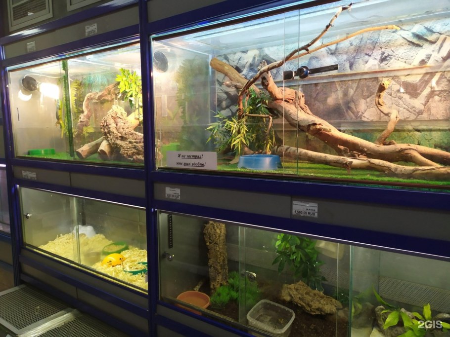 Зоомир Саратов Рахова