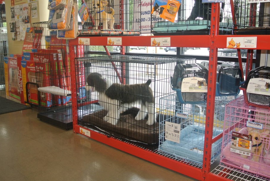 Интерьер магазина для животных