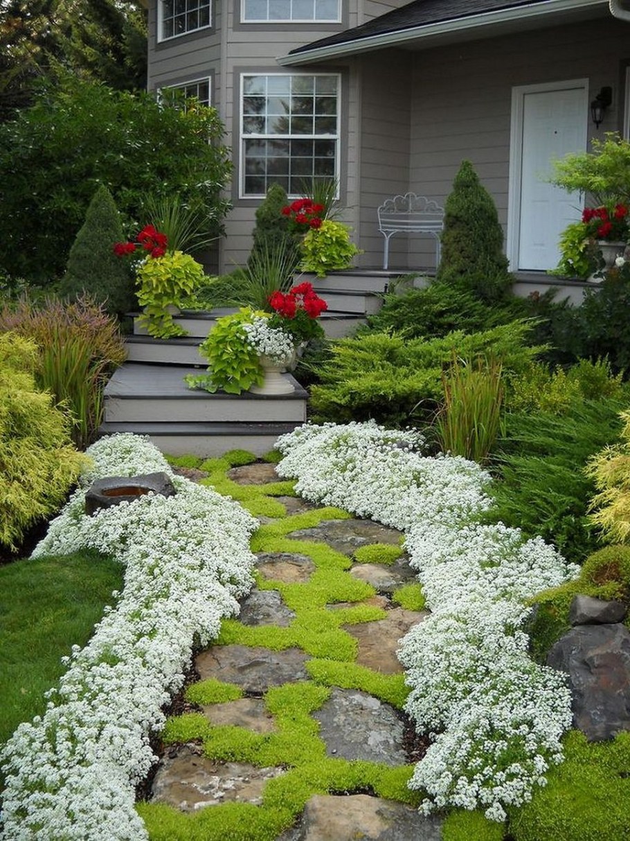 Спирея Голден принцесс бордюр