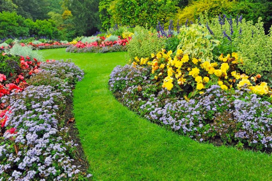 Бархатцы бордюрные низкорослые