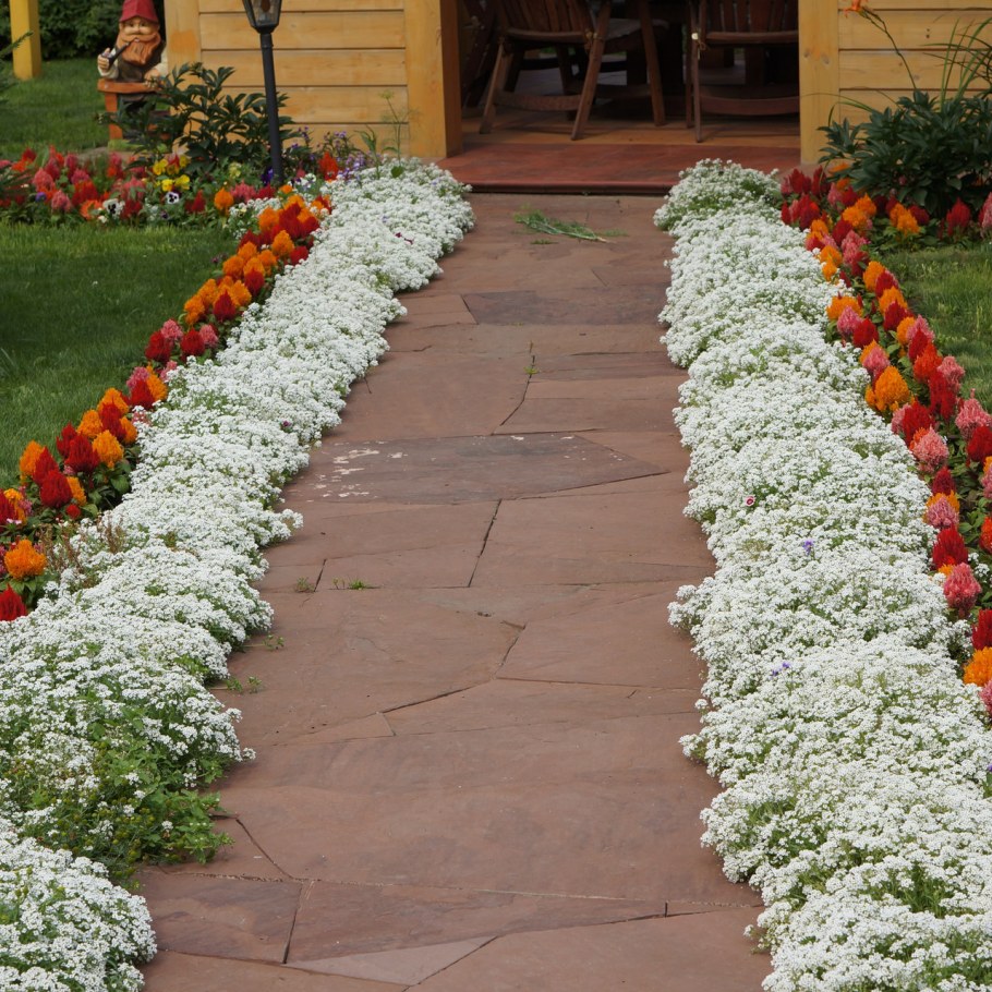 Теневой миксбордер вдоль забора