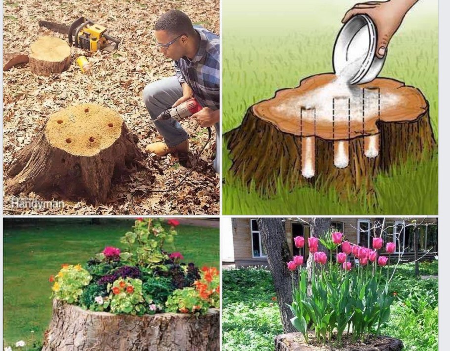 Из пней идеи на даче