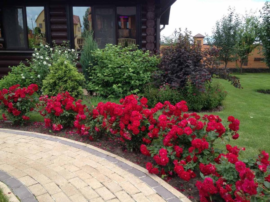 Роза низкорослая бордюрная