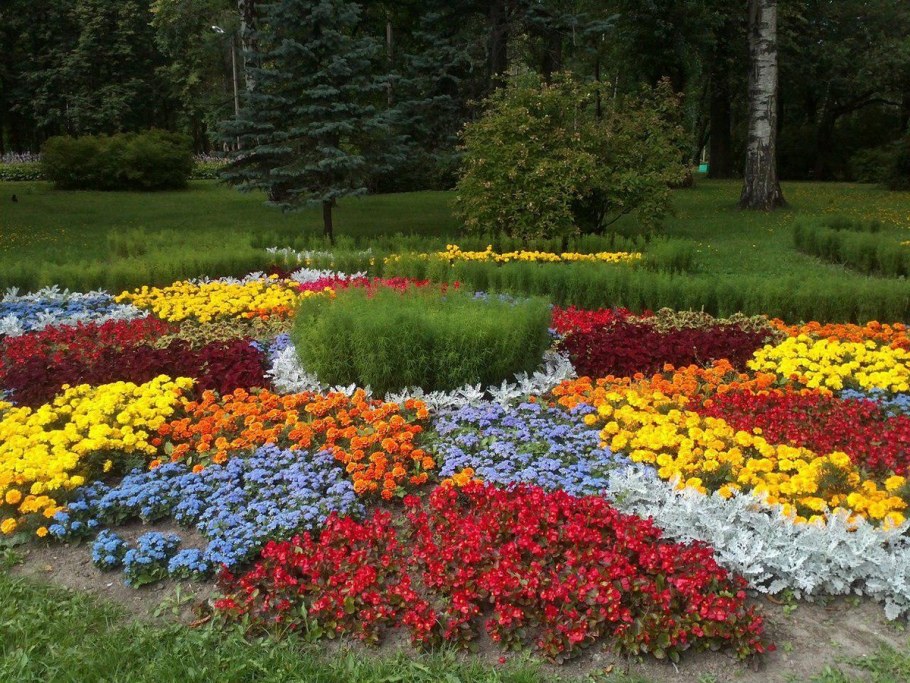 Московская клумба разноцветие