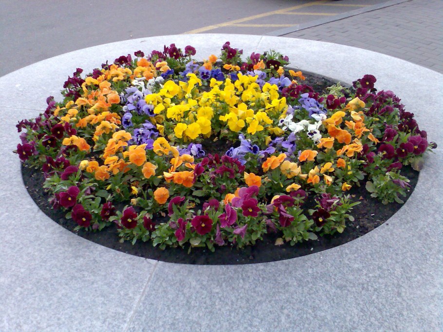 Эшшольция агератум рабатка