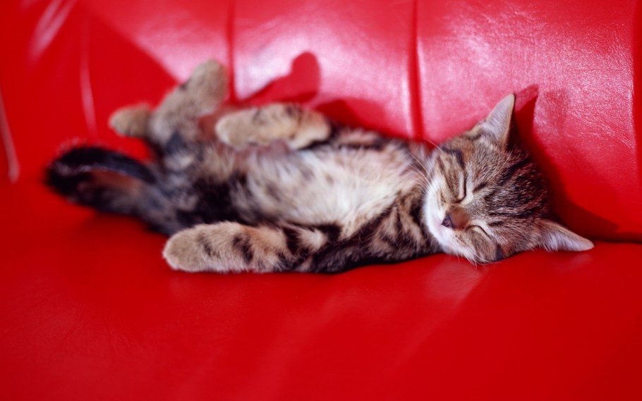 Шотландские котята на диване