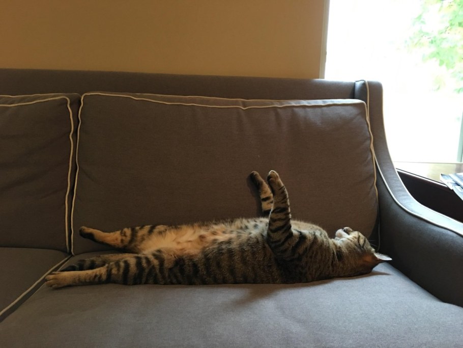 Кот на диване