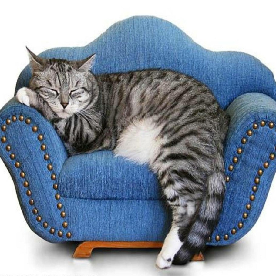 Кот на диване