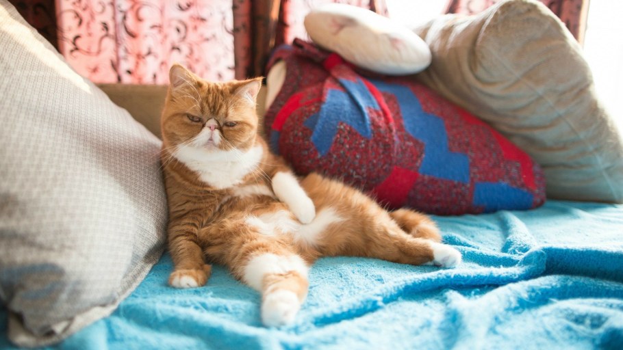 Коты на диване