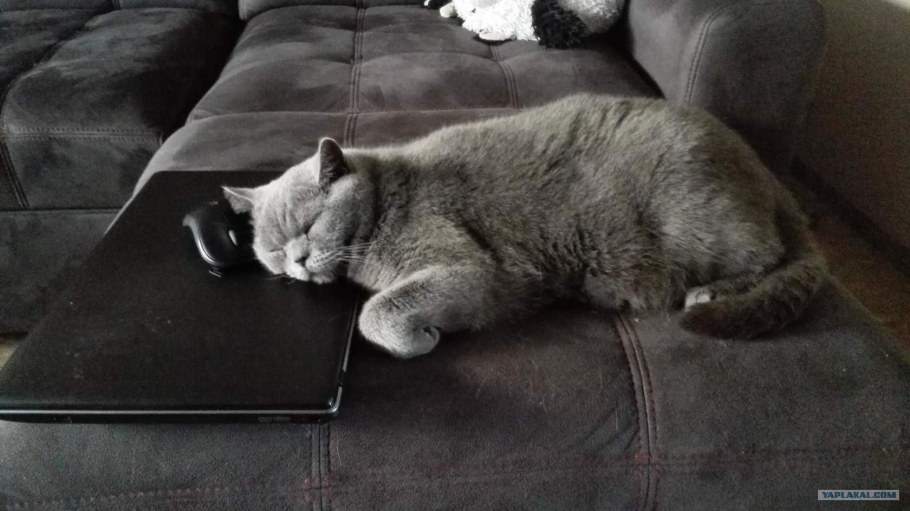 Спящий британский кот