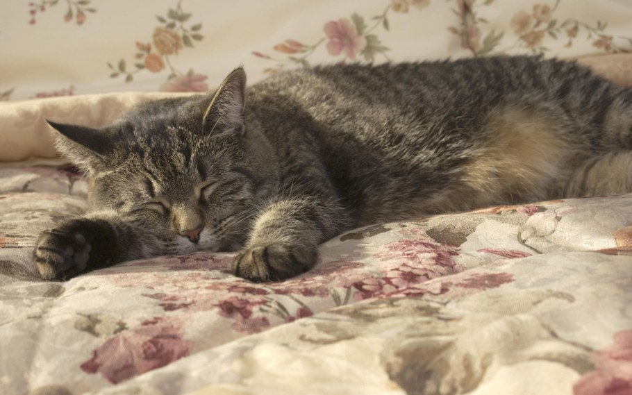 Серая кошка лежит