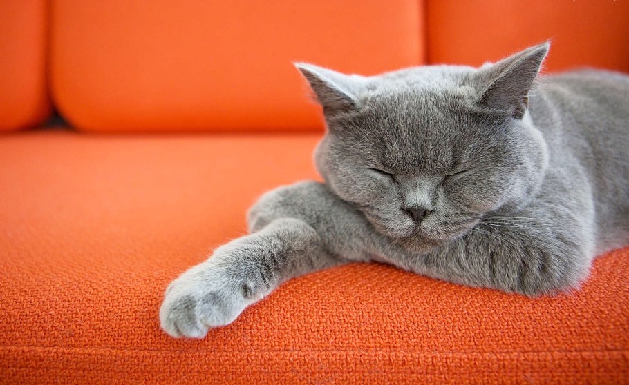 Коты на диване