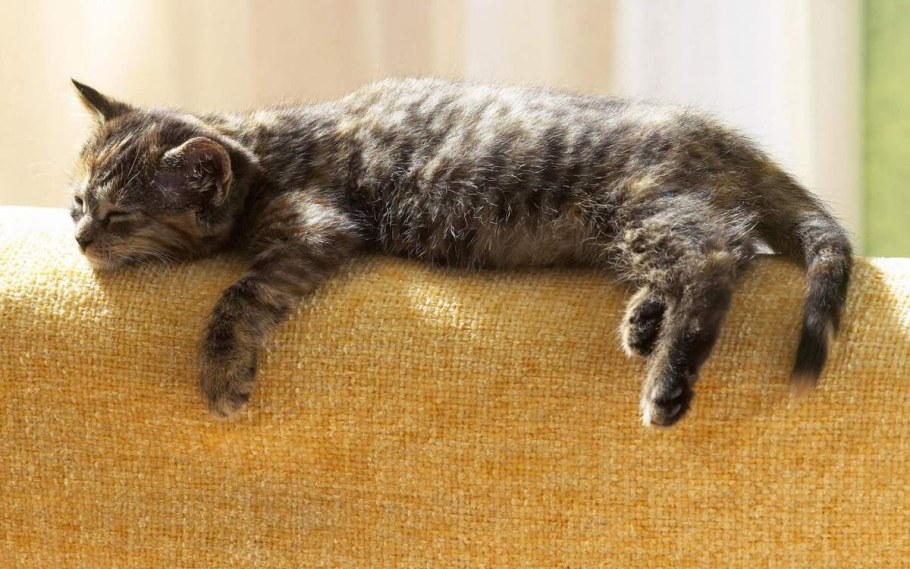 Лежачий кот