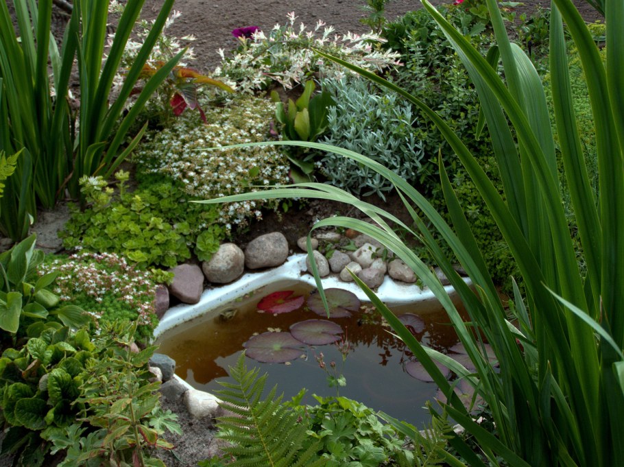 Альпийская горка. Прудик вокруг трава