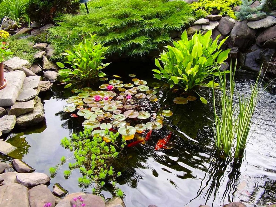 Растения для пруда