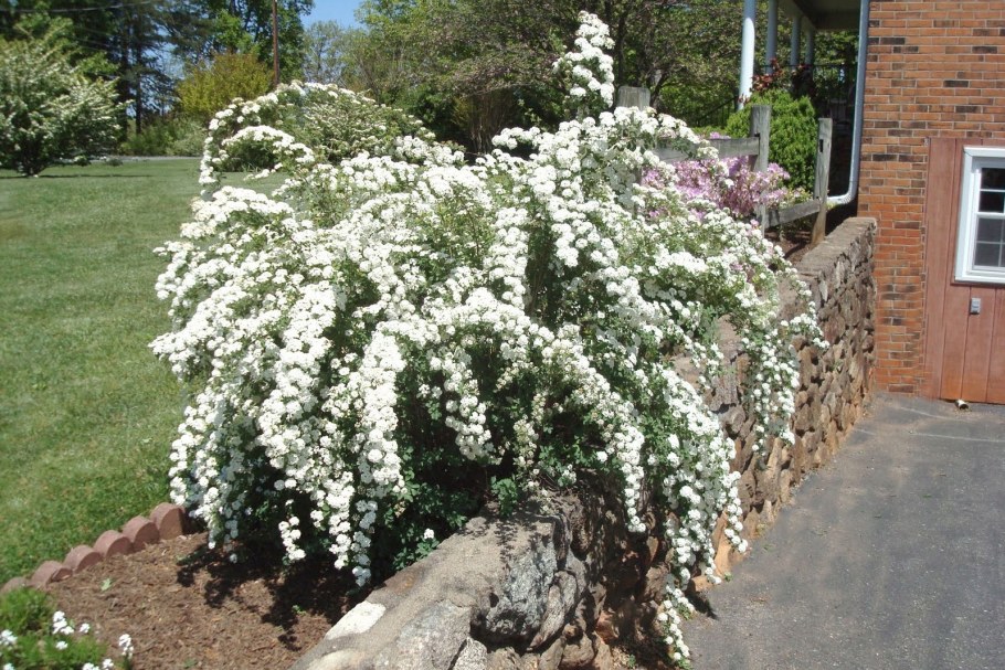 Спирея грифе Штейн