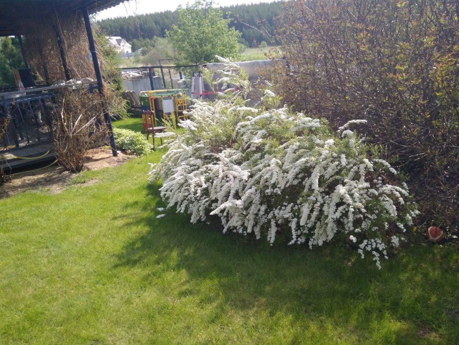 Спирея Вангутта Меделох