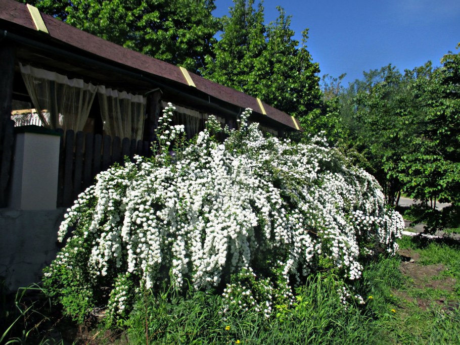 Спирея японская Мэджик карпет