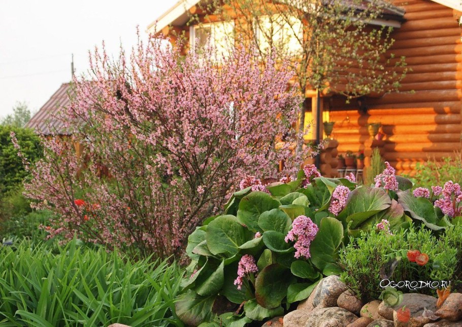 Пузыреплодник саммер вайн